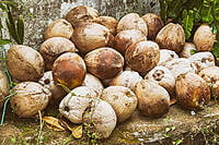 Dry Ball Coconut Copra Dry Ball Coconut Copra