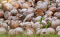 Dry Ball Coconut Copra Dry Ball Coconut Copra