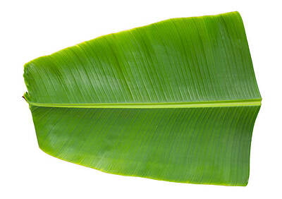 Fresh Green Banana Leaf
